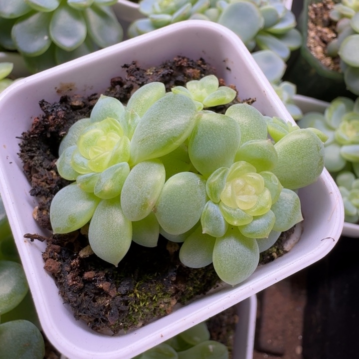 西米露朵朵4头福利