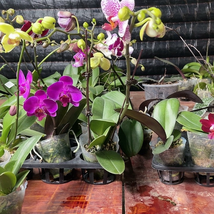 当前无花栽培后可以开花黑杰克