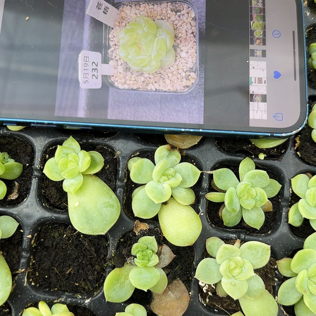 苍梧中苗穴一个满25包邮
