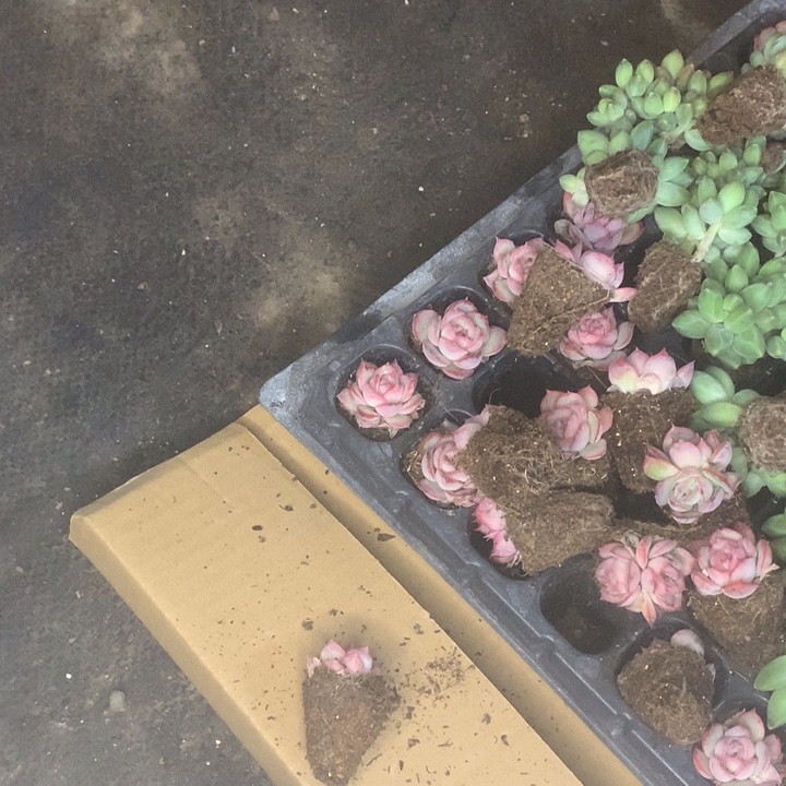 奶茶4颗。侧影6颗。（满9.99包邮不满9.99发叶子）