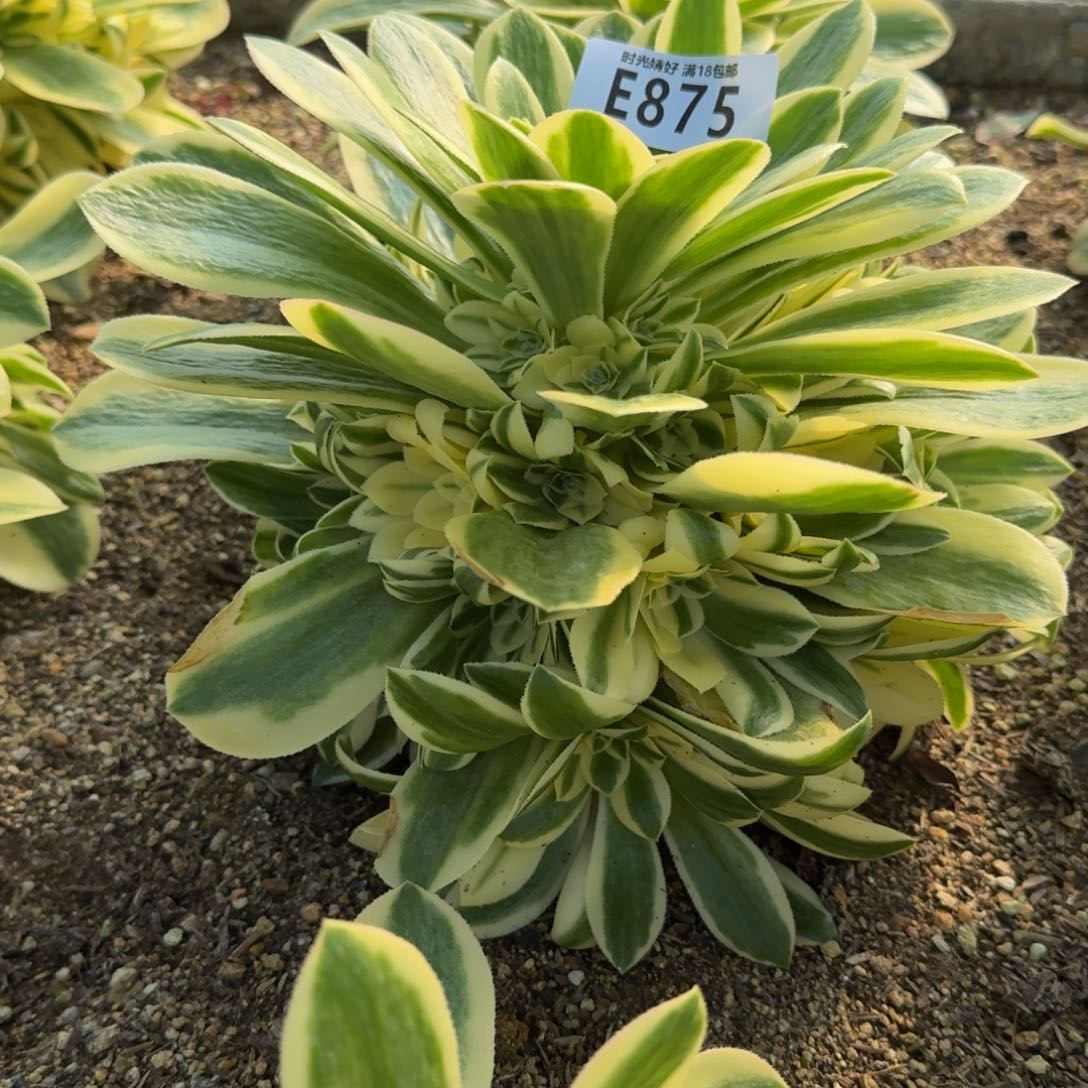 875迈巴赫多肉植物