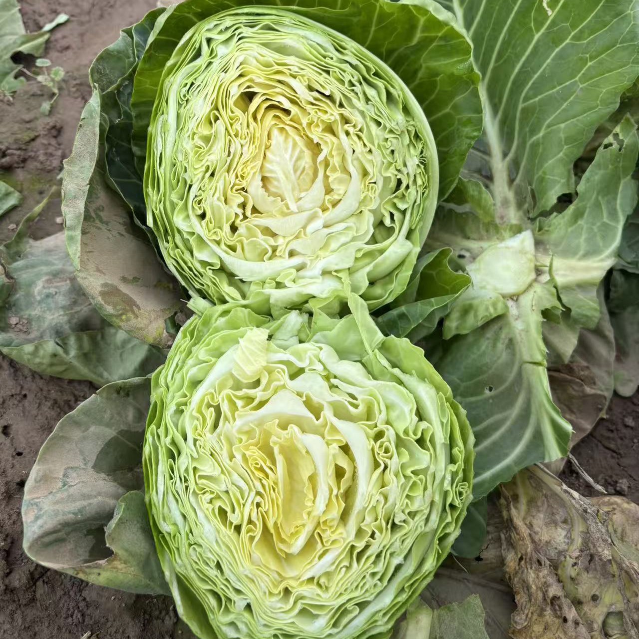 农家自种新鲜黄心包菜包心菜莲花白圆白菜绿甘蓝卷心菜手撕包菜