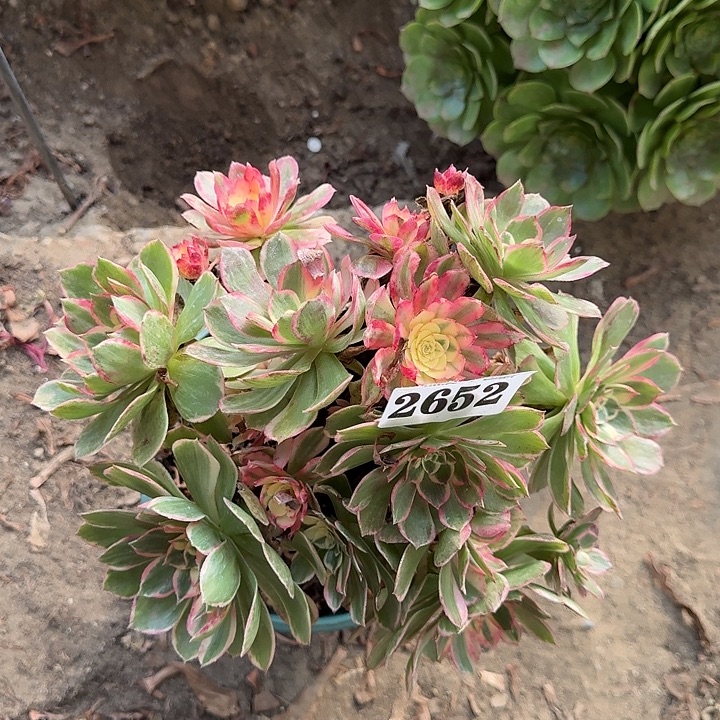 18-8法师丘比特2652