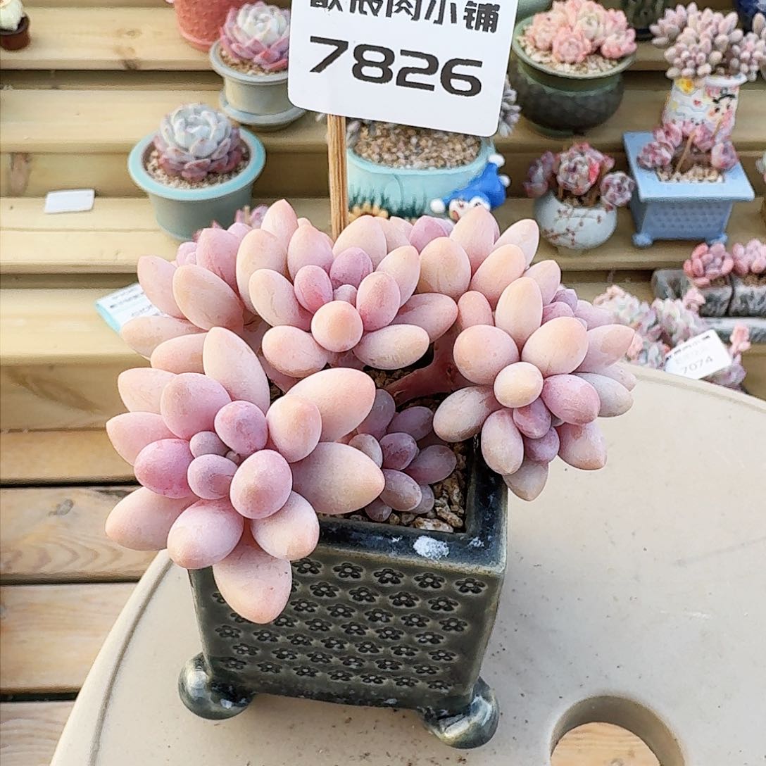 多肉植物粉色恋人群7826