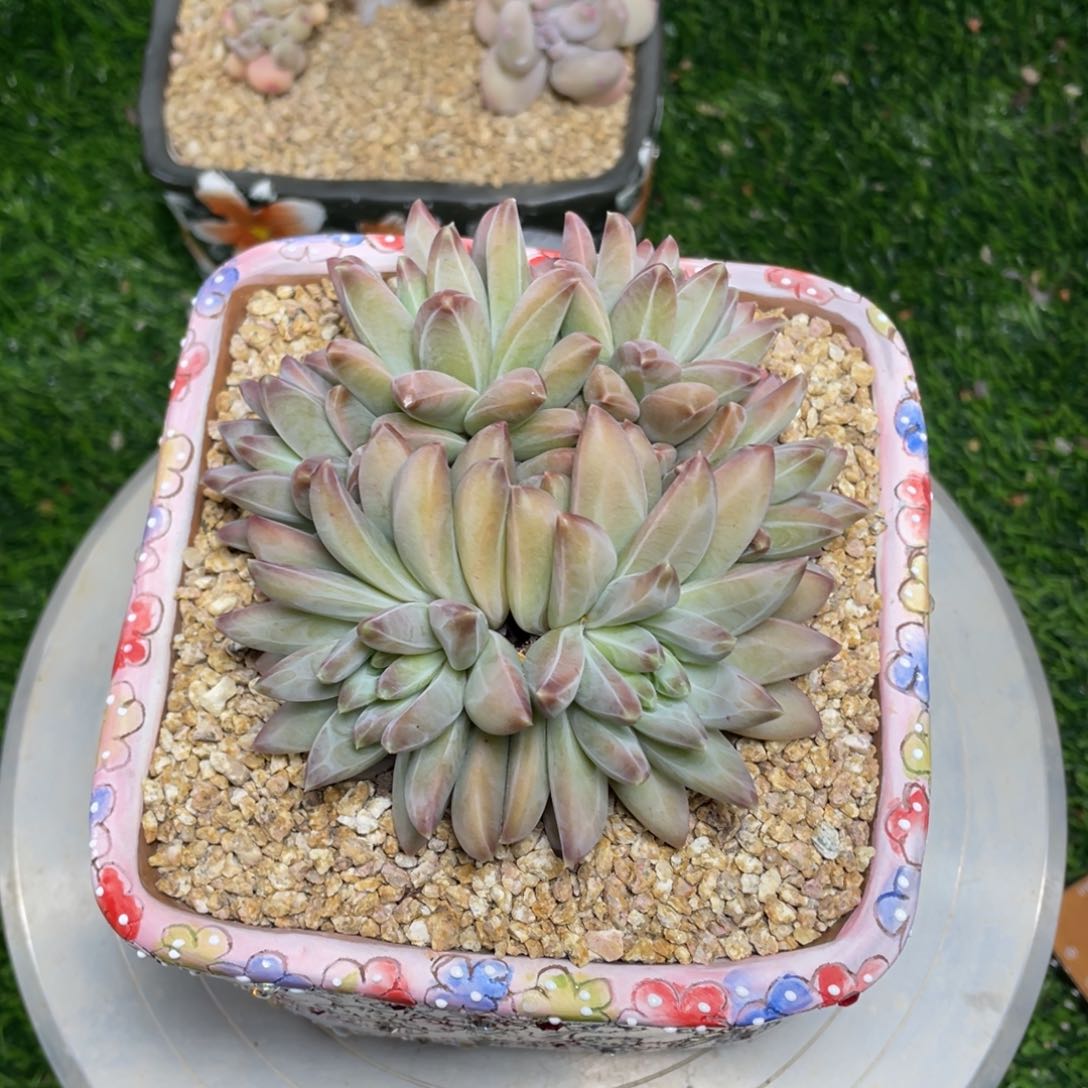 乌拉克拉杂交多肉植物