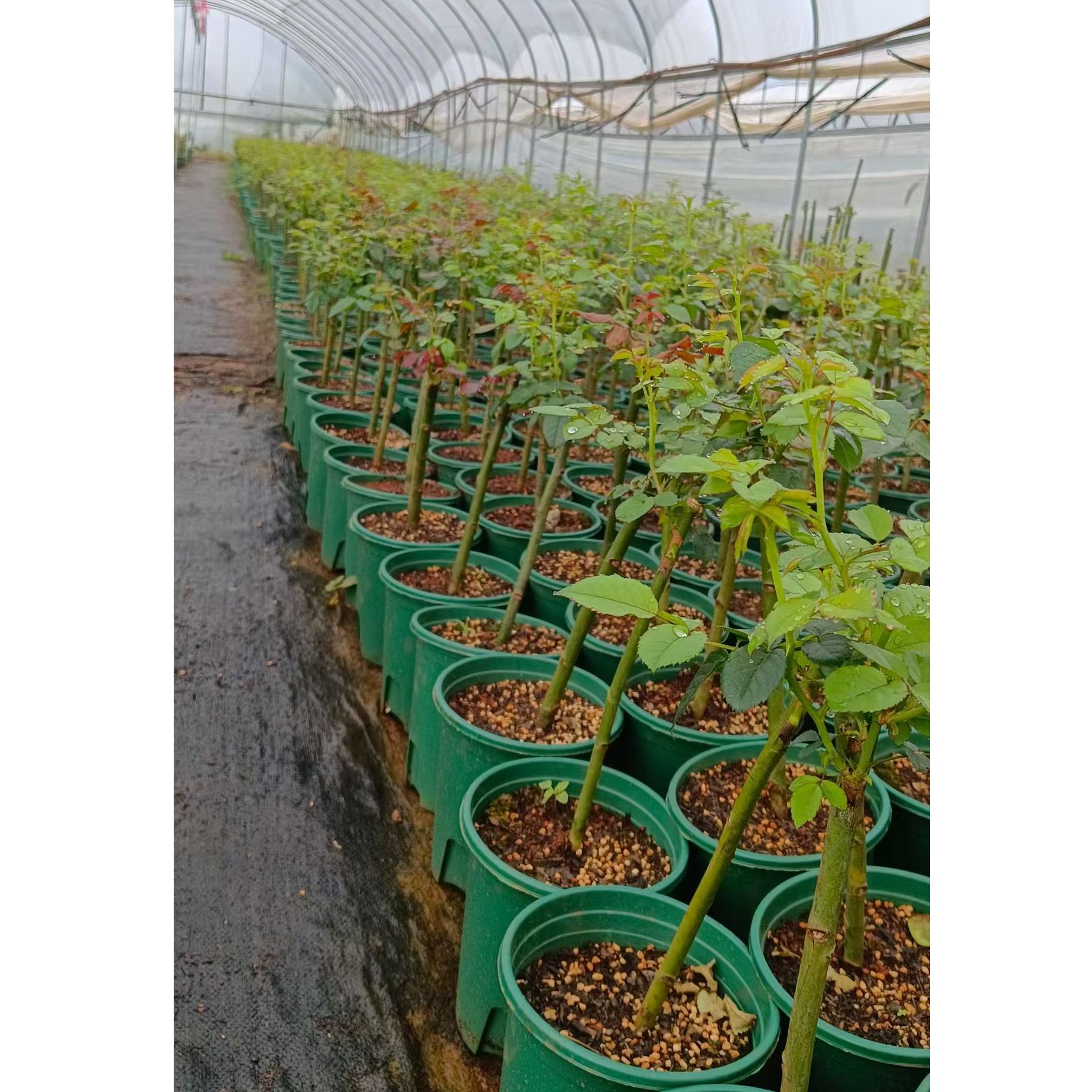 多季节重复开花棒棒糖月季庭院盆栽
