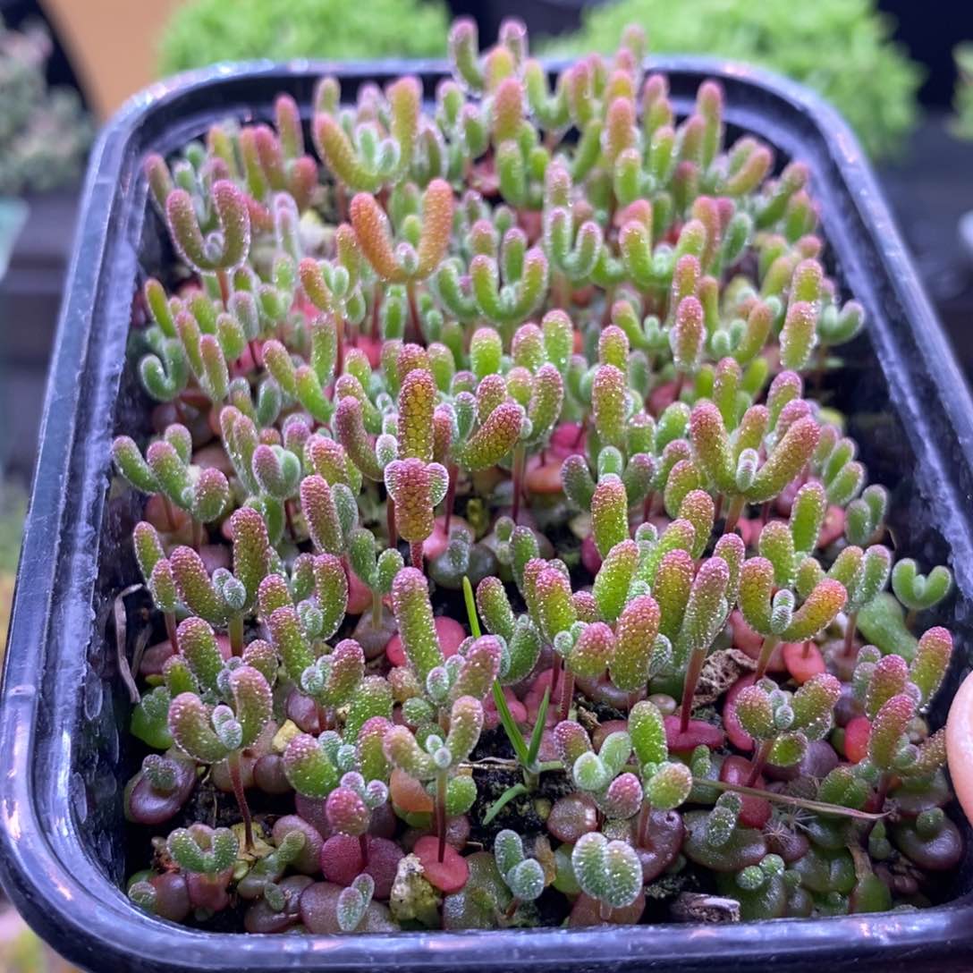 554混合切糕。10个品种。   