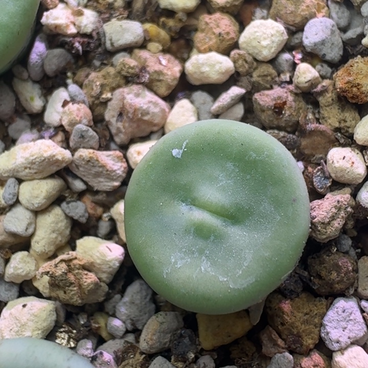 31号嘟嘴小红嘴一物一拍