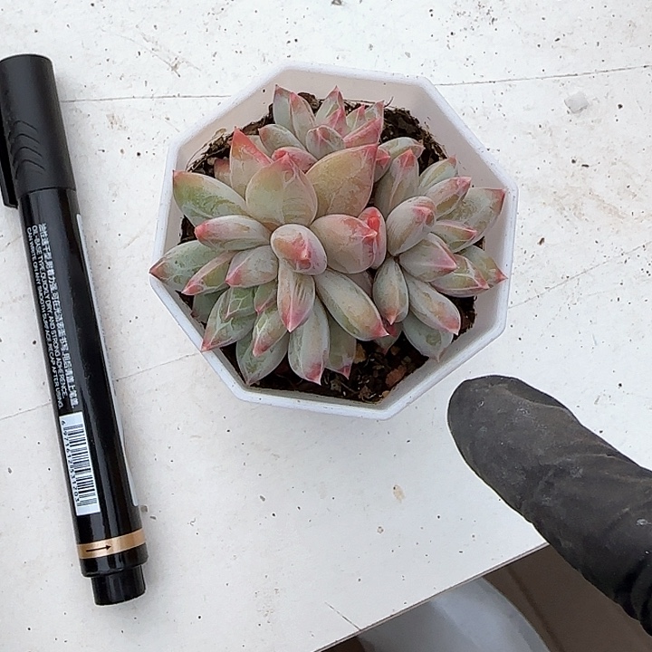 青蛙王子儿童牙膏111