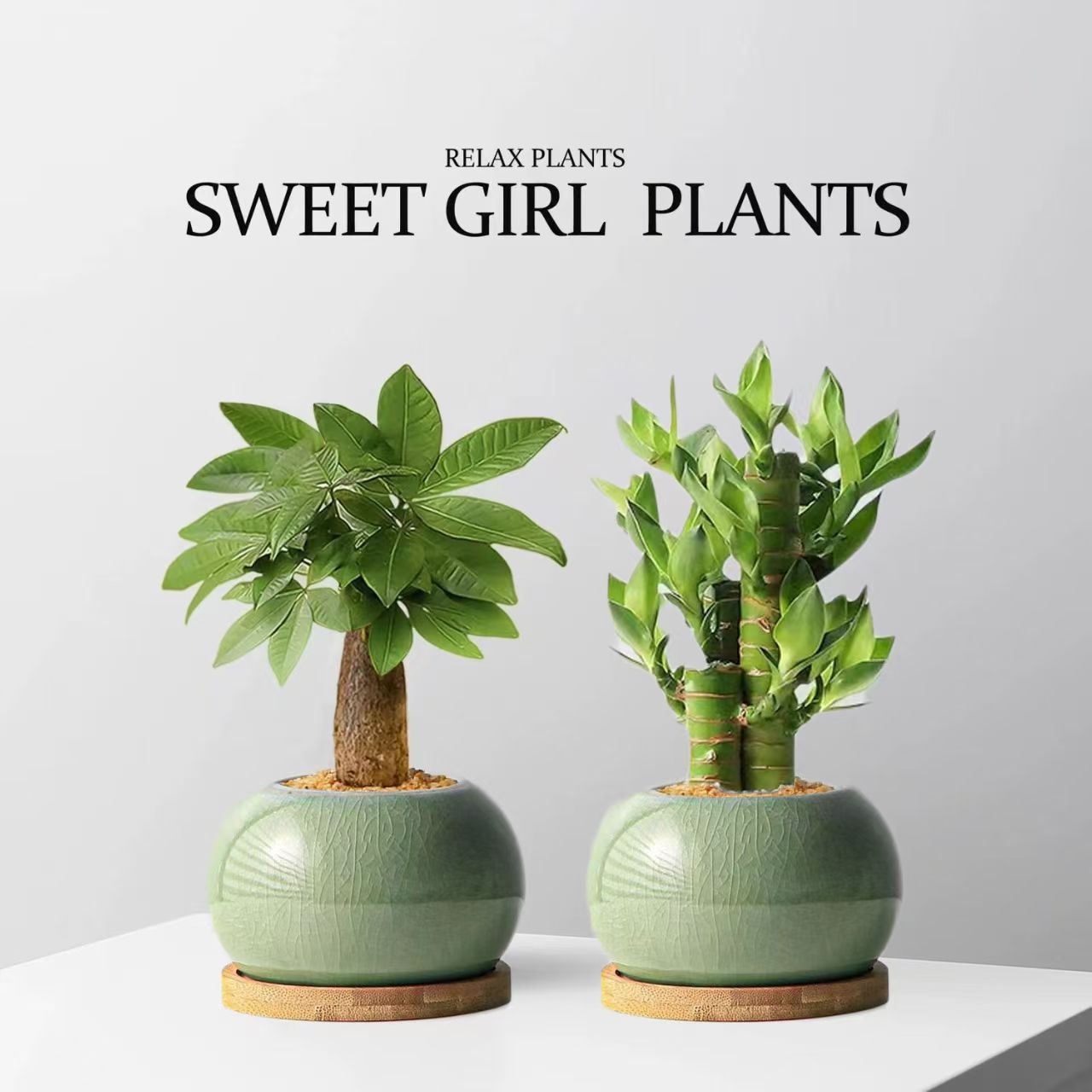 招财聚财发财树富贵竹好寓意桌面吸甲醛室内绿植高端盆栽办公室