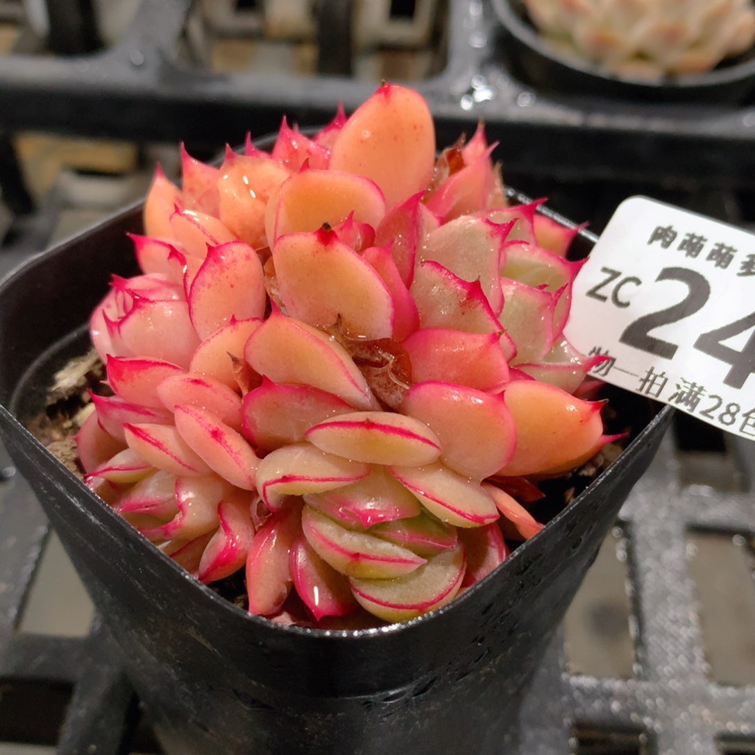 肉萌萌拇指盆精控多肉ZC240