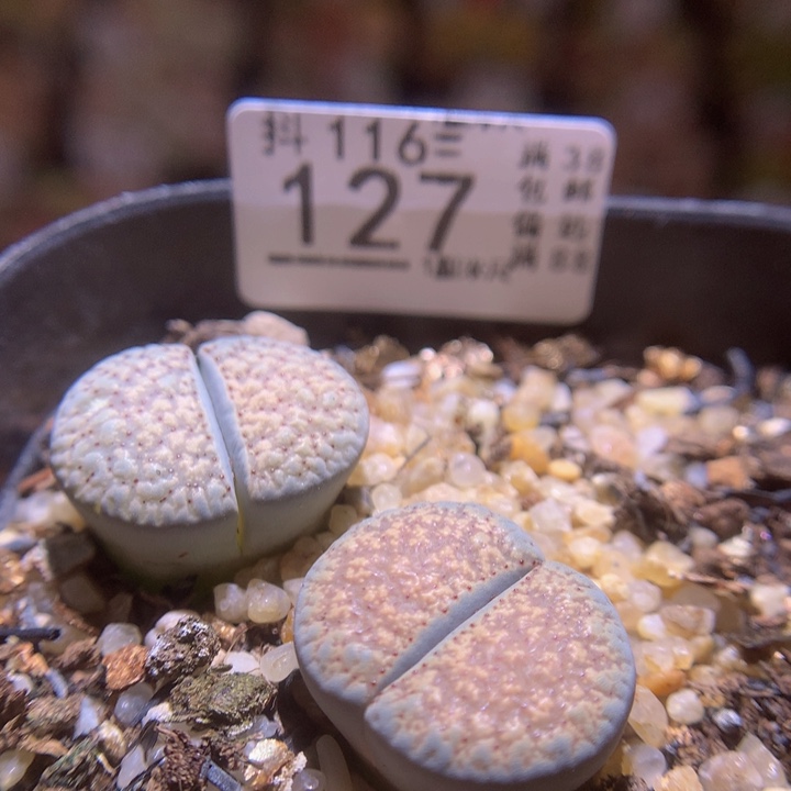 精品生石花116.127