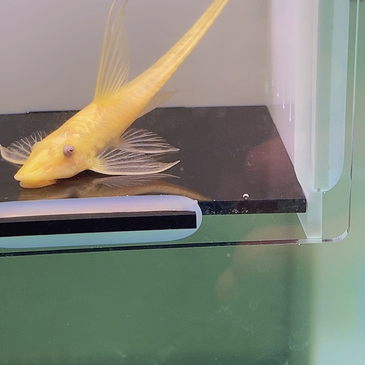 清道夫鱼直升机5号