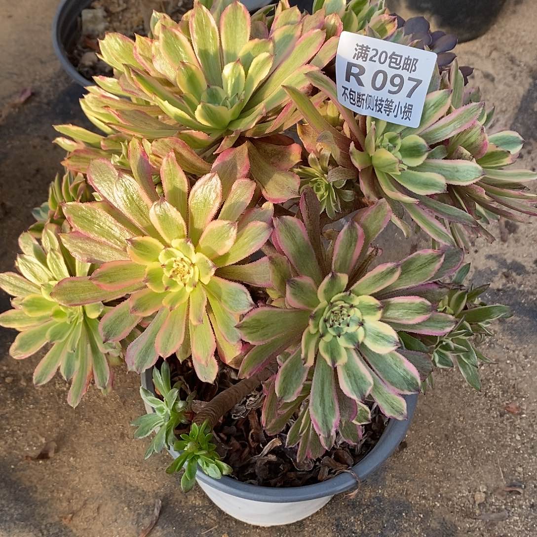 097粉黛黑萝莉多肉