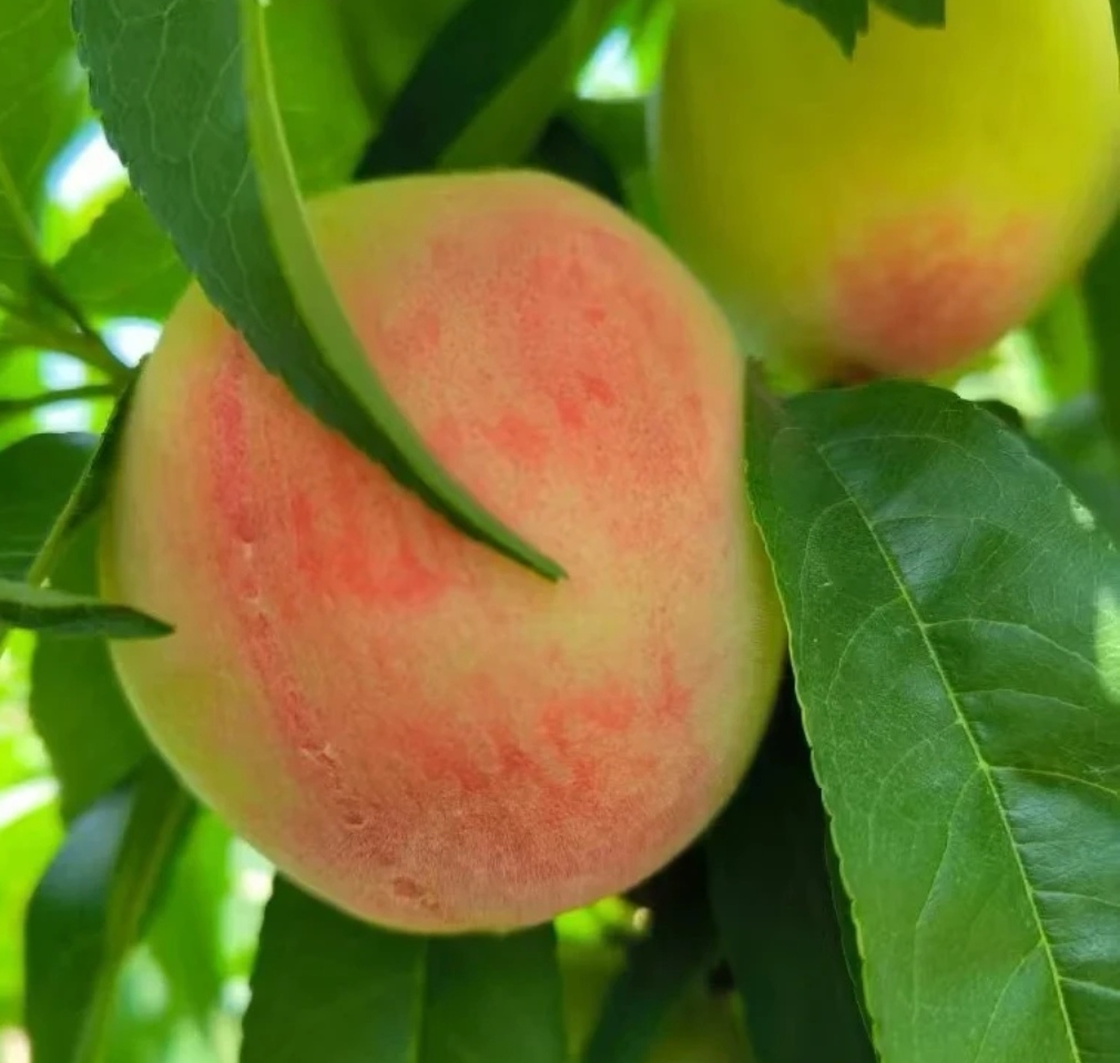 广西桂林新鲜现摘现发脆甜毛桃春美桃脆甜多汁