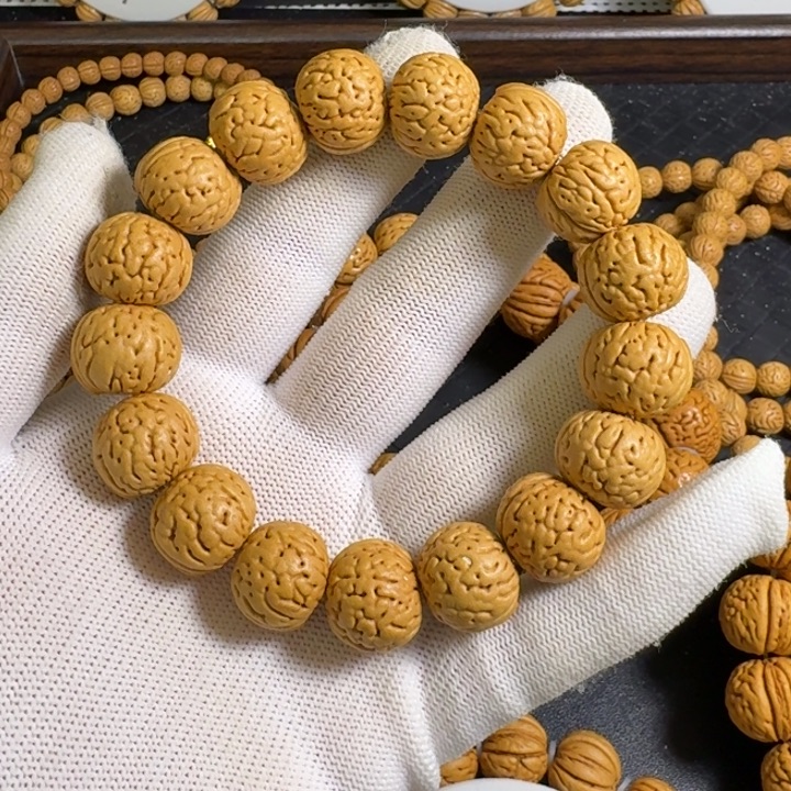 5号17尺寸奶油金丹