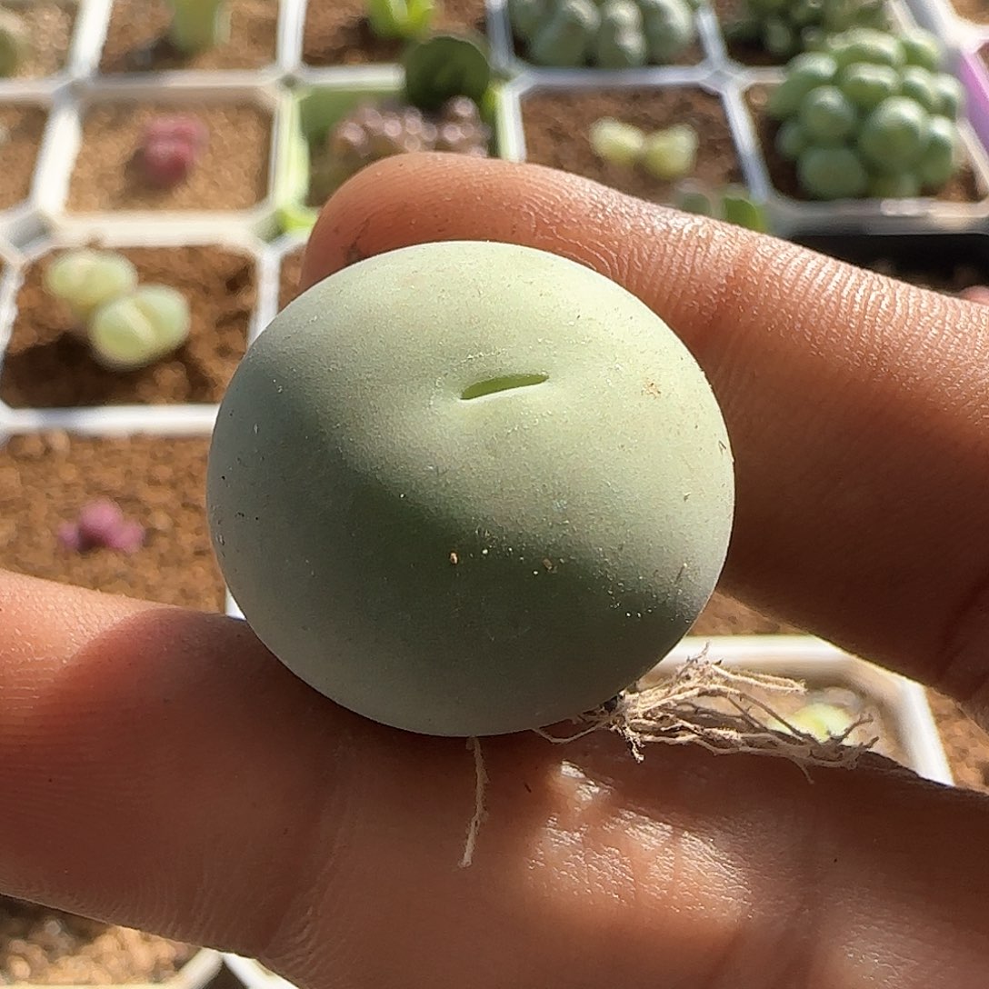 28包邮哈哈哈27681