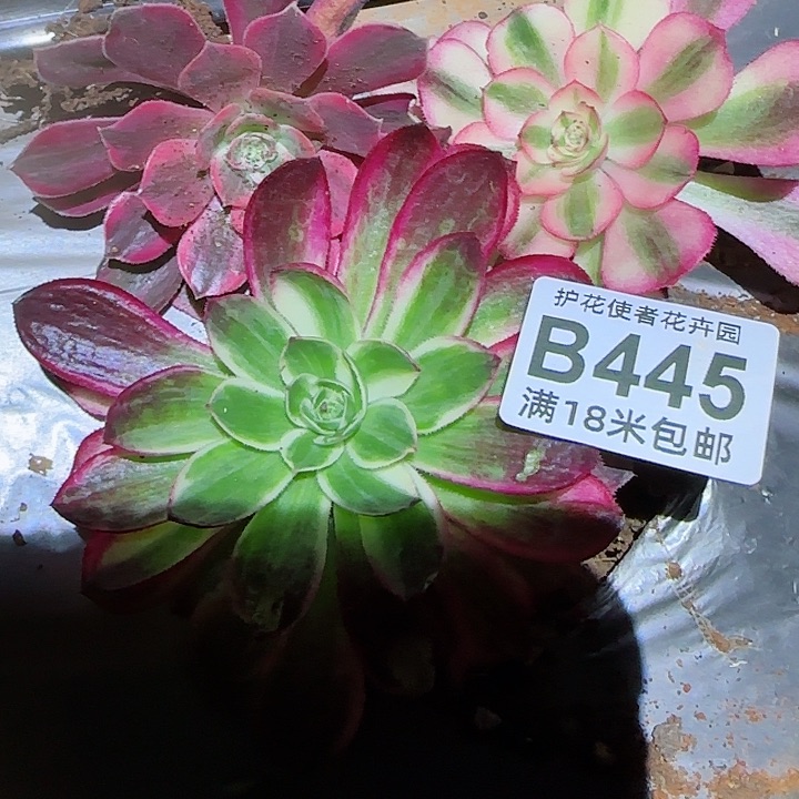 多肉法师淘宝福利