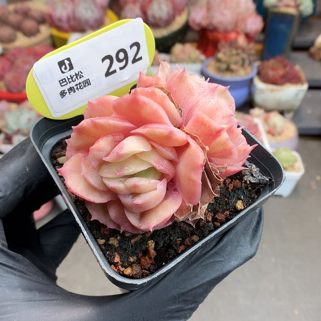 292 昂斯诺石化多肉