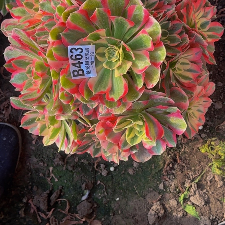 女郎花30-4包邮花花