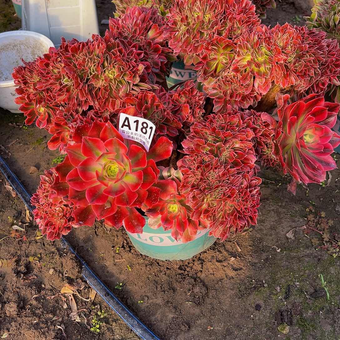 法师法师15-28包邮法师