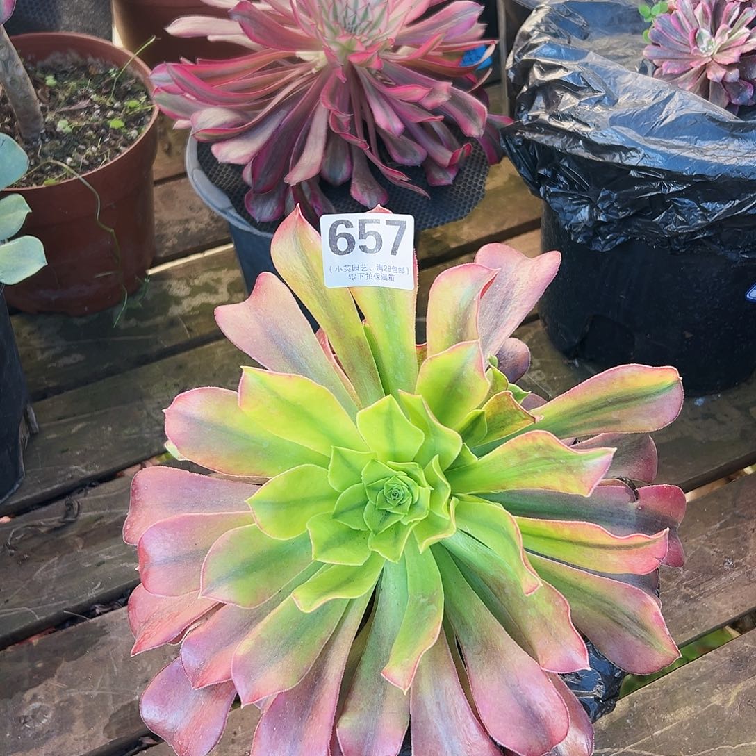 多肉植物多肉植物657