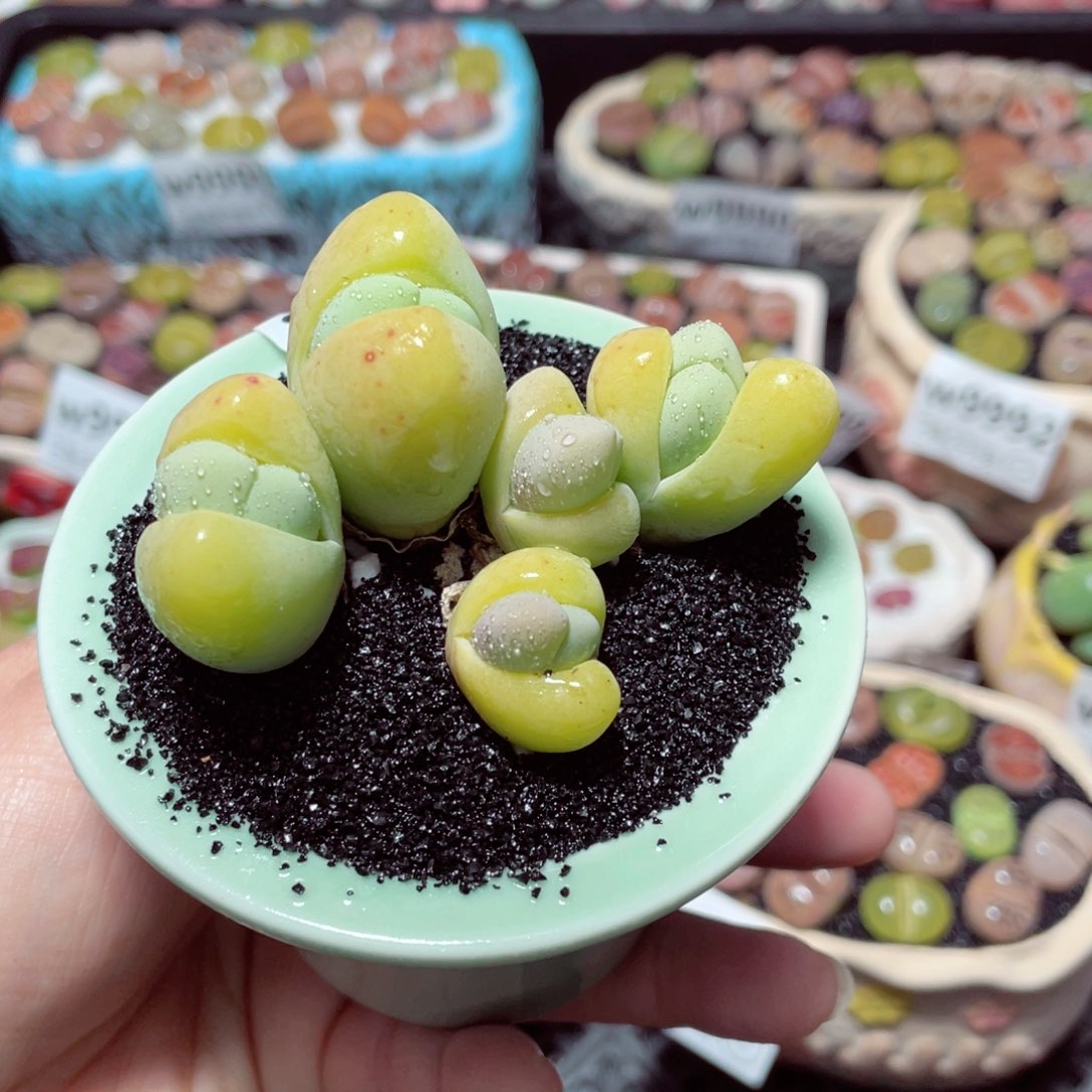 w1003 带盆土发货-零下地区拍保温箱