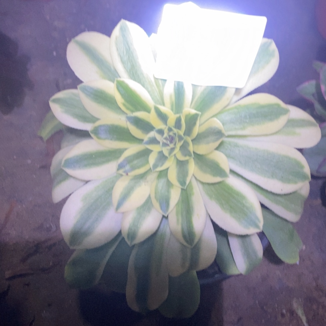 98辛尼亚多肉植物