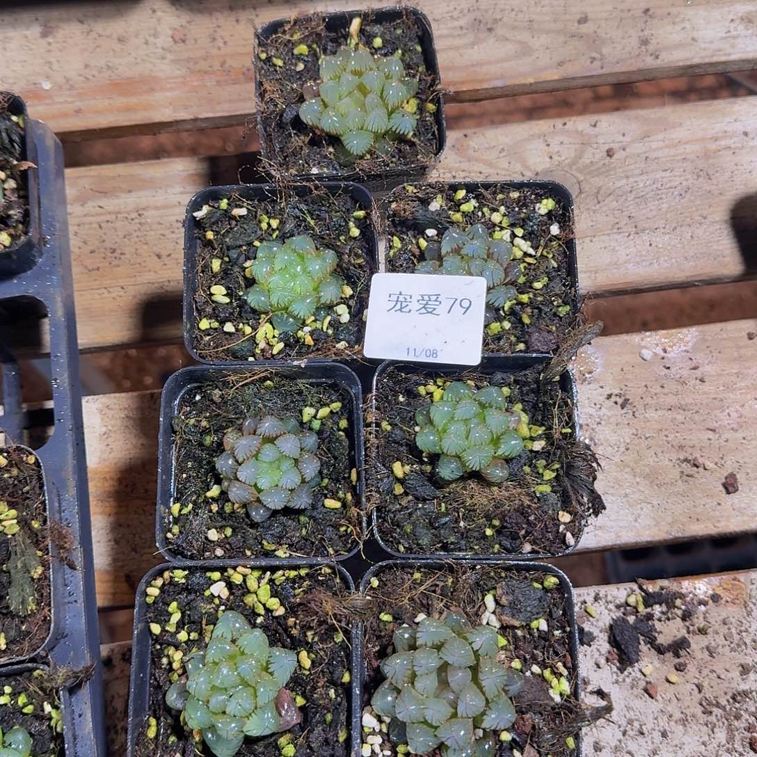 实生玉露一物一拍79