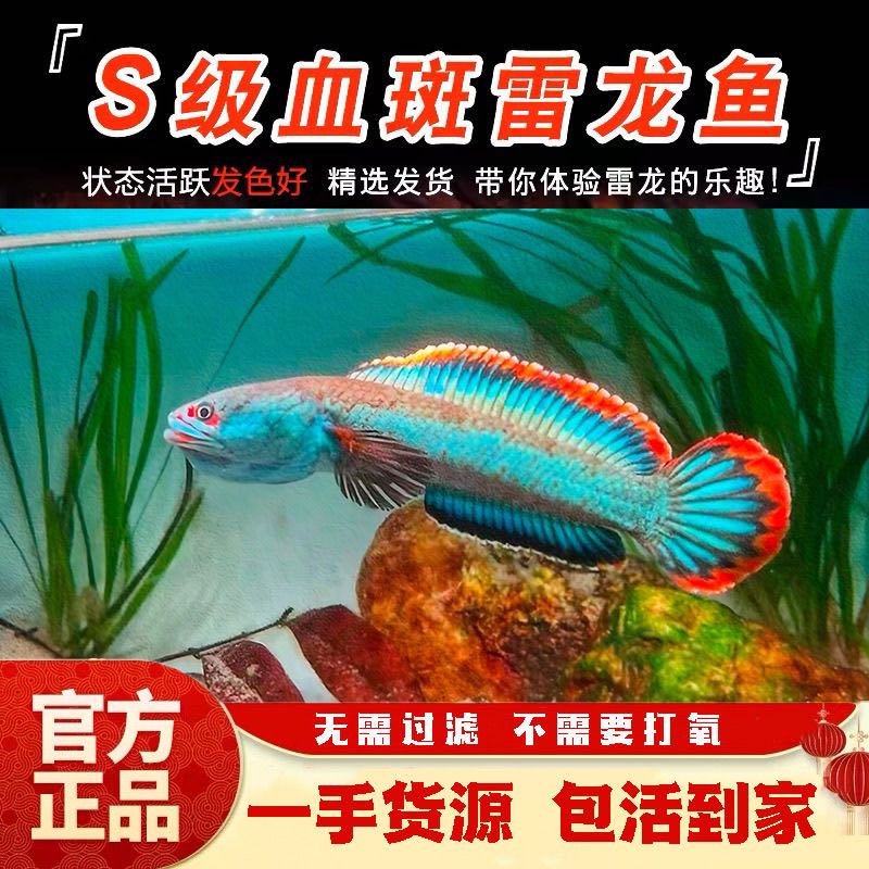 国产广东彩虹雷龙鱼大尺寸不易趴缸发色惊艳观赏鱼