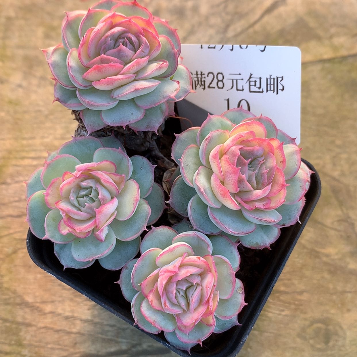 【闪购商品】云10号