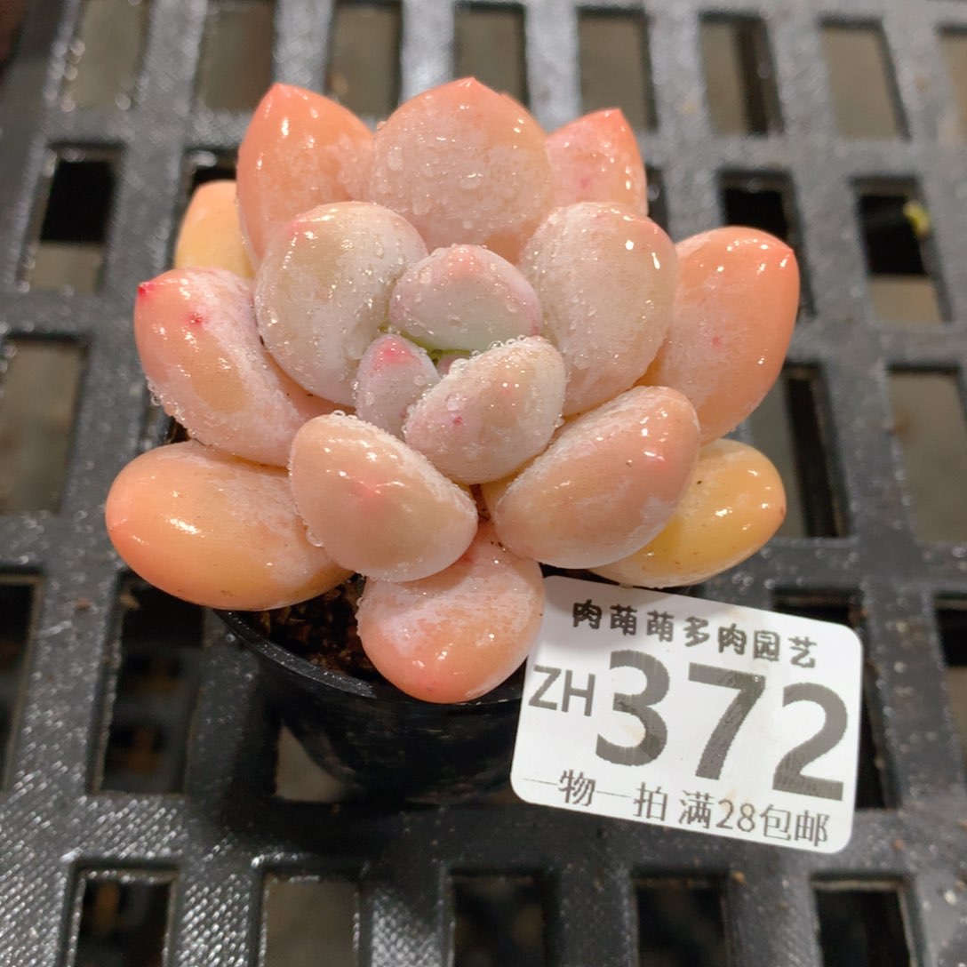 肉萌萌拇指盆精控多肉ZH372