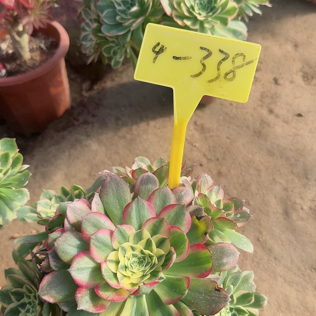 4-338---多头多肉植物