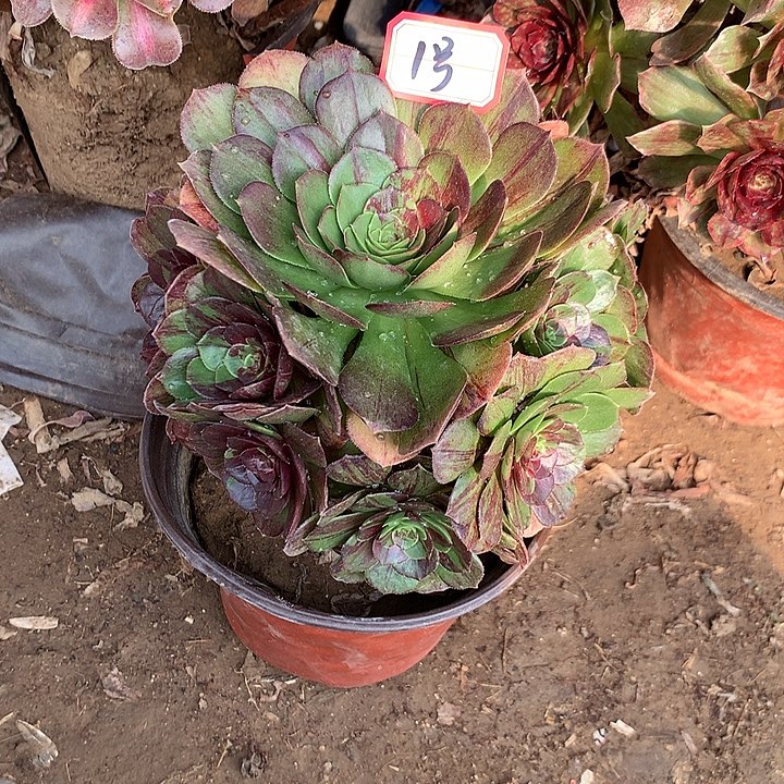 多肉植物花月夜1号