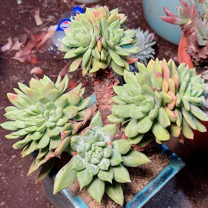 9121绿帕仙女杯多肉