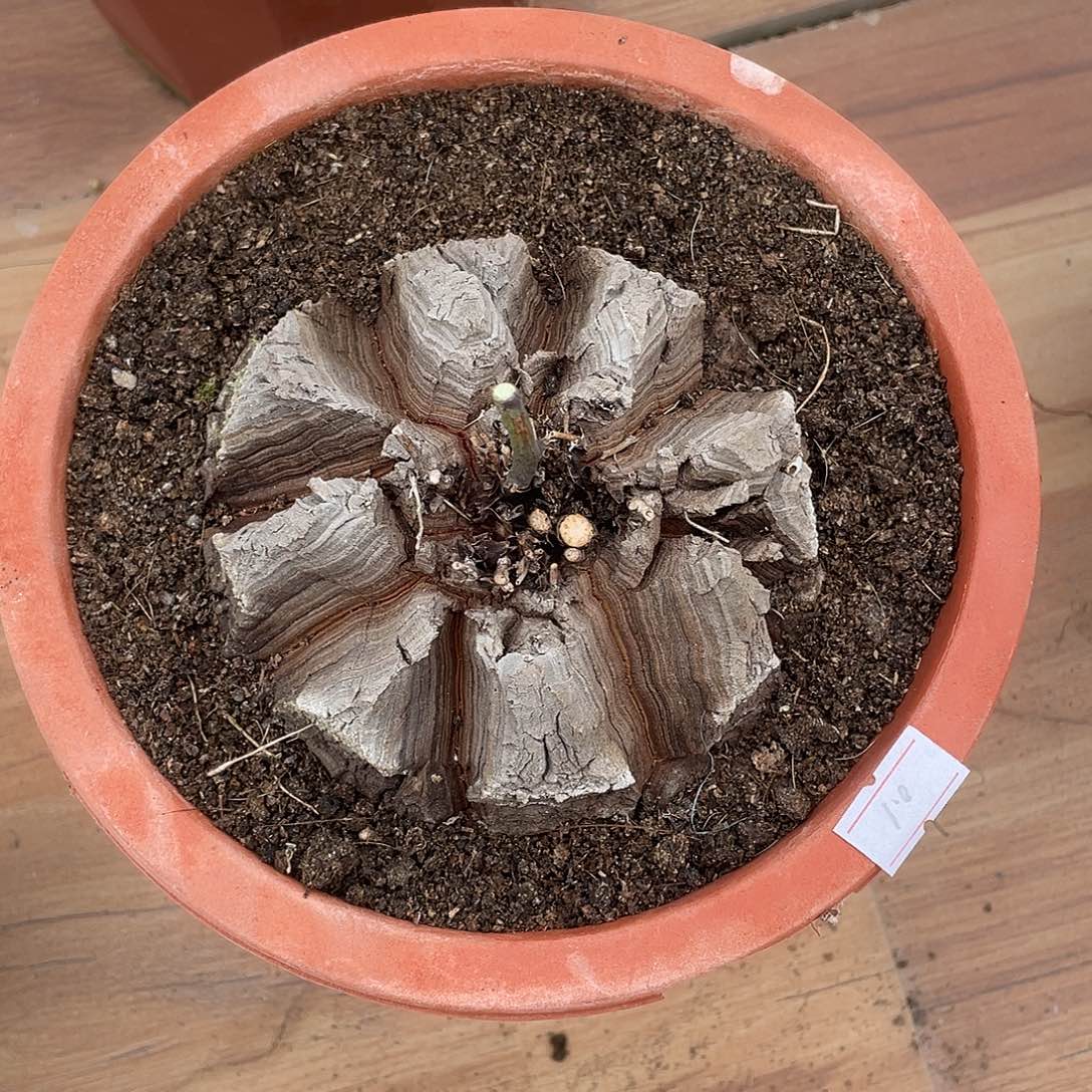 龟甲龙养定带盆发货