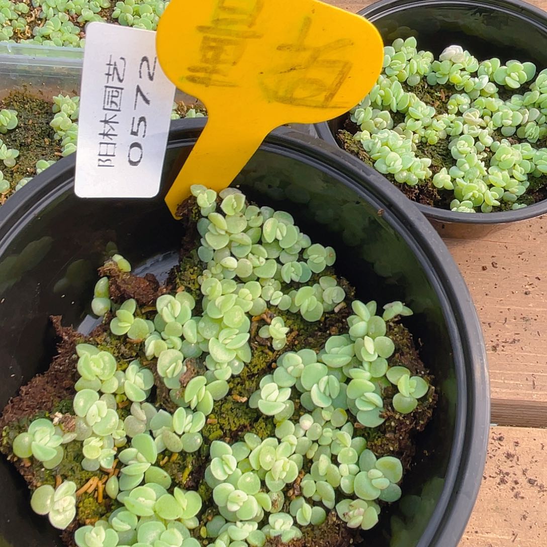 量拍多肉植物多肉植物572