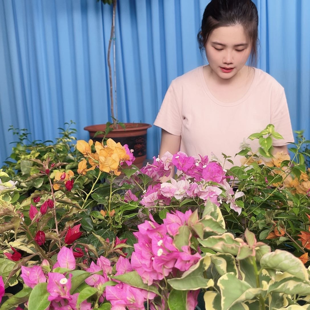 当前无花栽培后可以开花土2包
