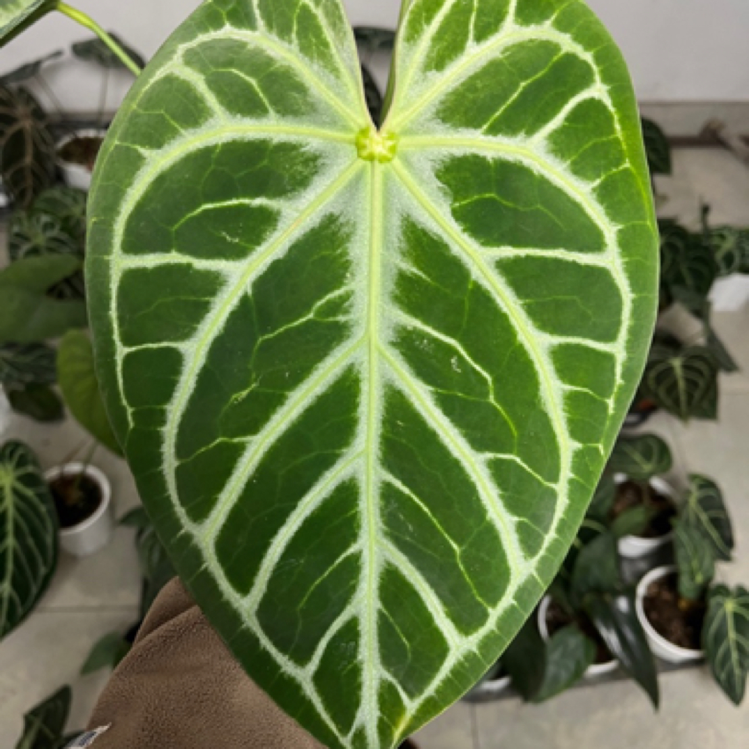 《银脉星河》水晶花烛