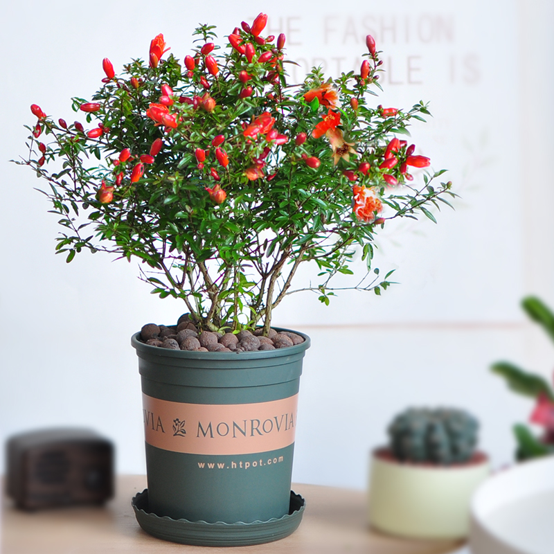 观赏石榴花盆栽树苗喜庆红花四季开花可结果室内阳台庭院窗台好养
