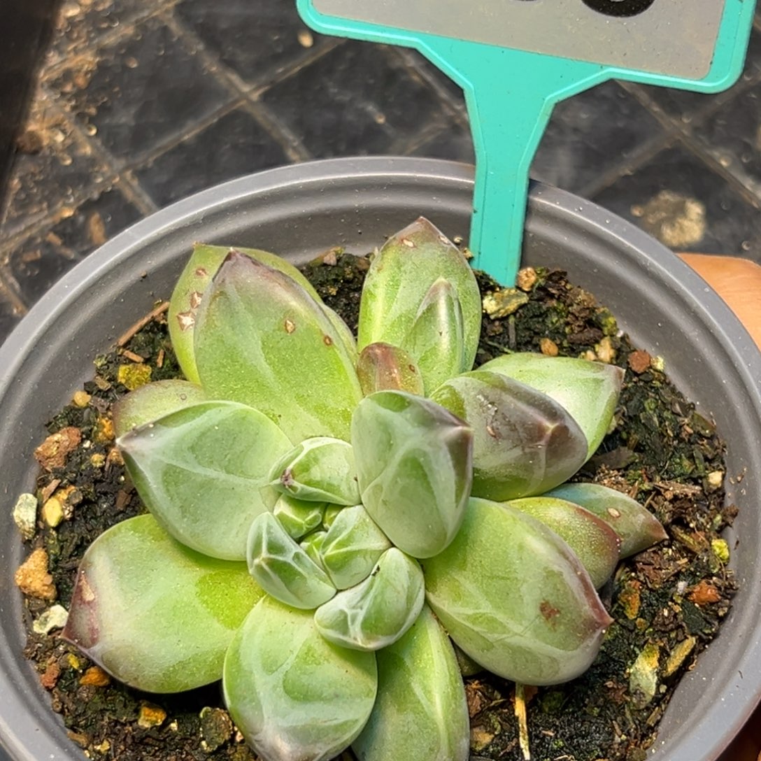 多肉植物优选个体美人368