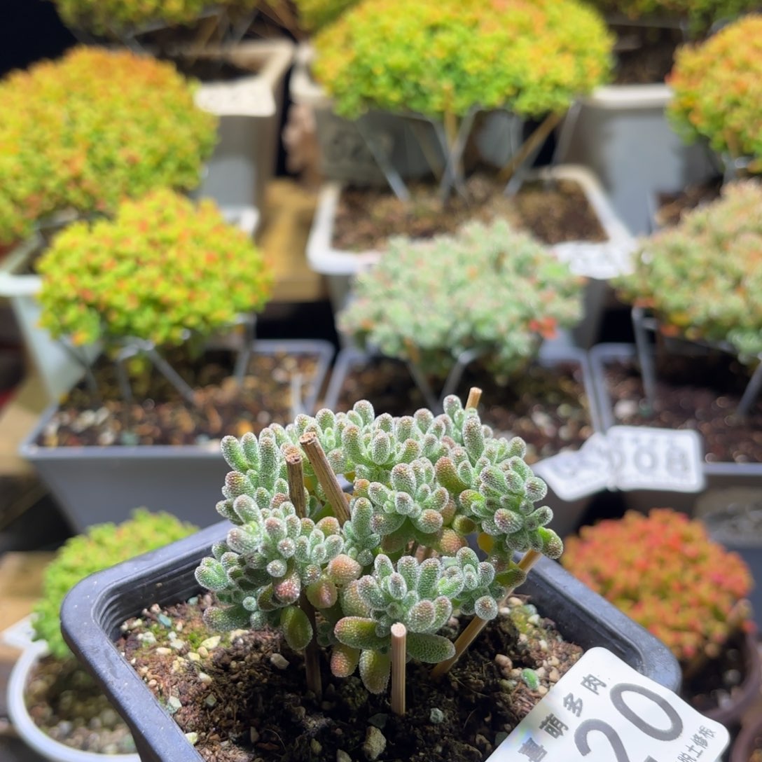 此***逝枝干番杏冰晶   020