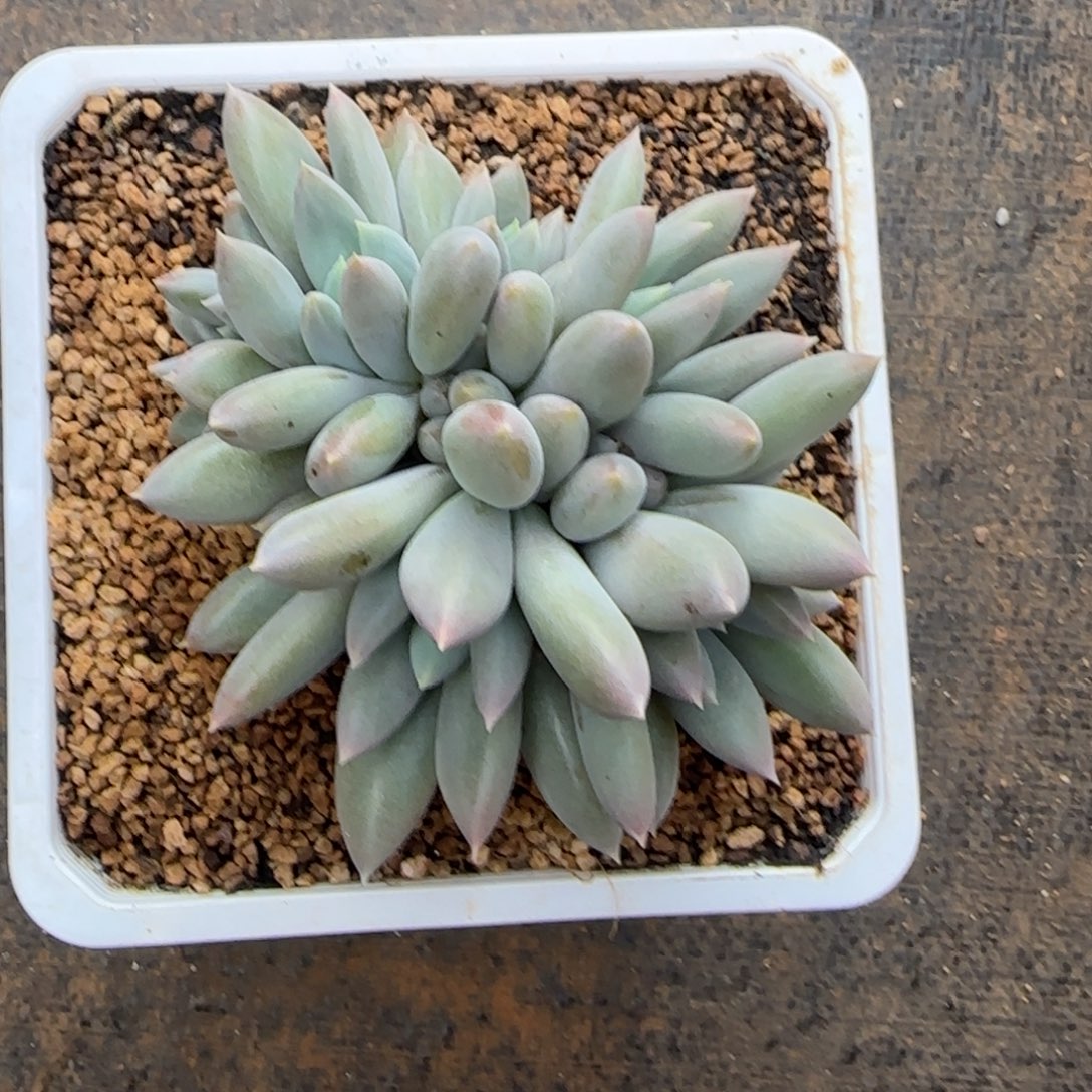 多肉植物哥特萝莉