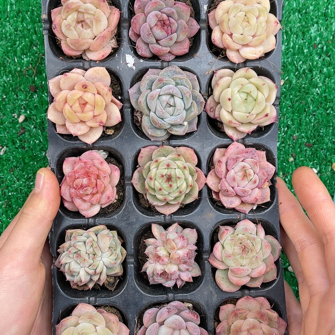 多肉一物一拍22-202