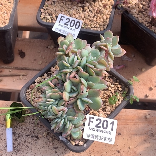 白凤缀化201 亏本处理 7-8天发货