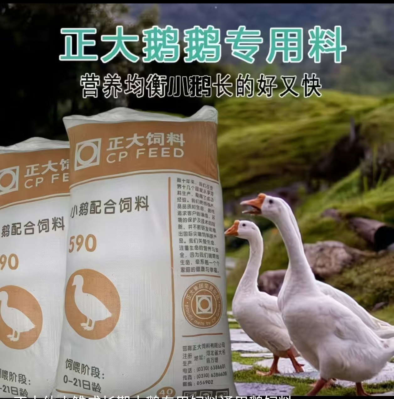 正大正品通用小鹅饲料小鹅大鹅养殖开口颗粒通用青年狮头鹅专用