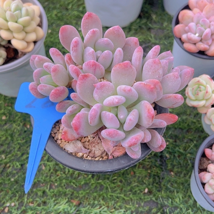 健健康康平平安安