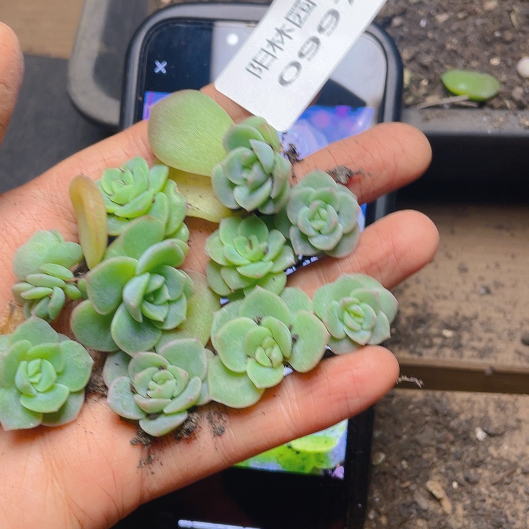 多肉植物多肉植物997