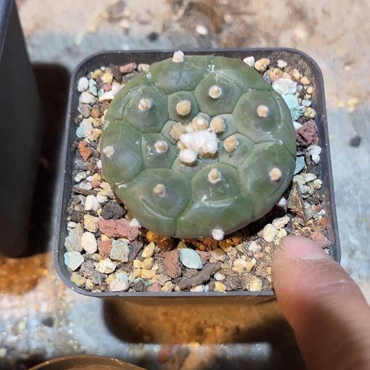 满38包邮2天凑单，脱土晾根发货多肉植物