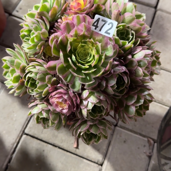 去***灯472号海鲜法师植物